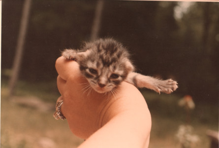 scan0006.tif
