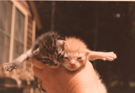 scan0010.tif