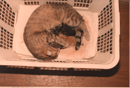 scan0011.tif