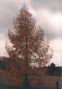 scan0013.tif