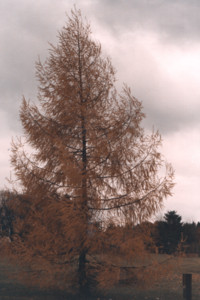 scan0016.tif