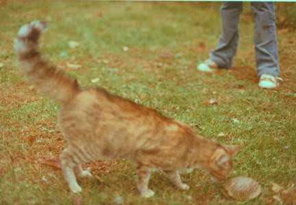 scan0009.tif