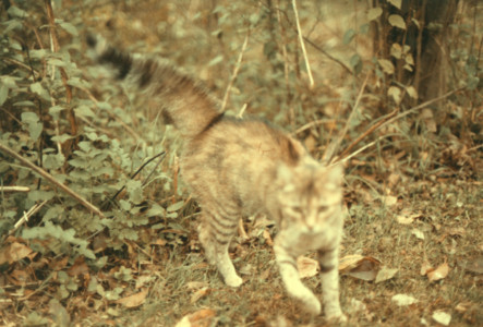scan0010.tif