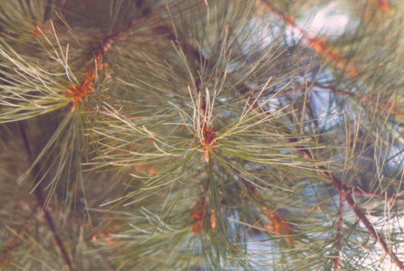 scan0002.tif