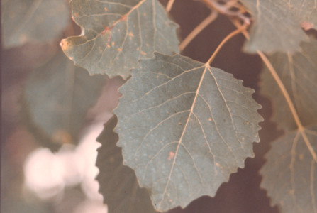 scan0004.tif