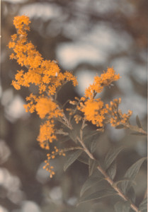 scan0006.tif