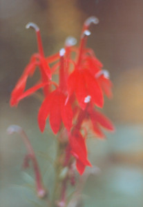 scan0008.tif