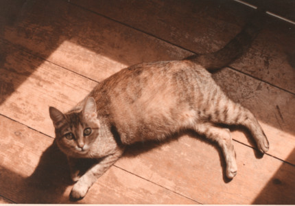 scan0017.tif