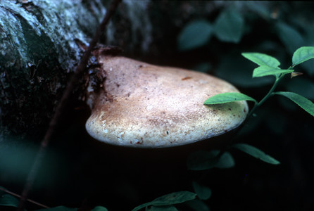 1985.Mushroom.tif