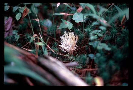 1985.PoconoNature.tif