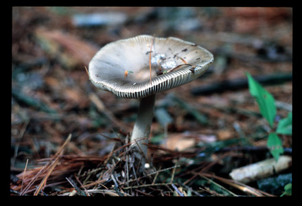 1985.shroom3.tif