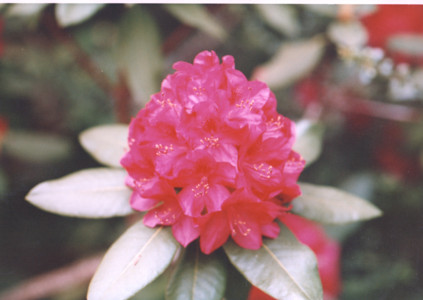 scan0006.tif