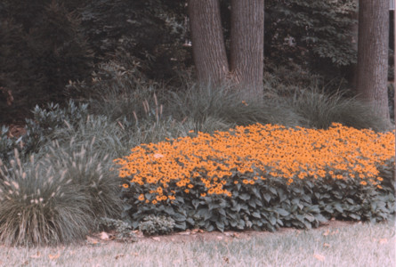 scan0003.tif
