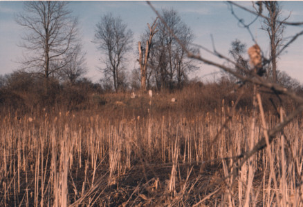scan0001.tif