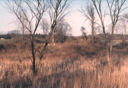 scan0002.tif