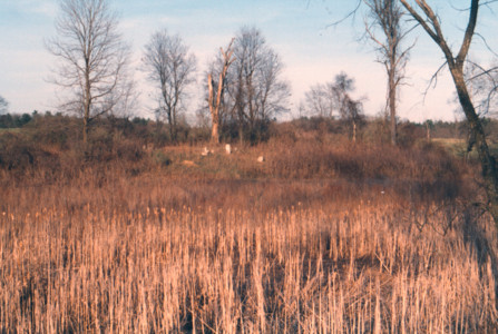 scan0004.tif