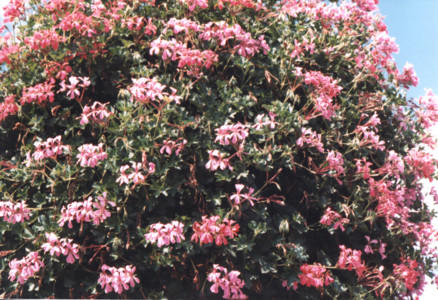 scan0001.tif