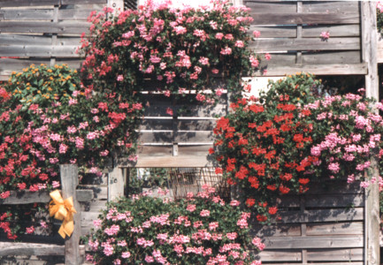 scan0002.tif