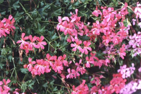 scan0003.tif