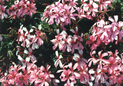 scan0005.tif