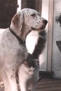 scan0011.tif
